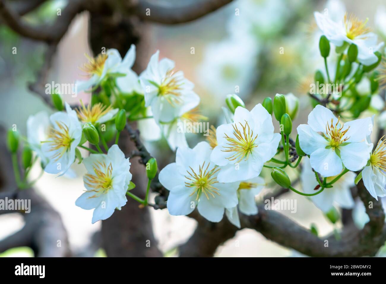 White Apricot Flowers Blooming Fragrant Petals Signaling Spring Has Come This Is The Symbolic Flower For Good Luck Stock Photo Alamy White Apricot Flowers Blooming Fragrant Petals Signaling Spring Has Come This Is The Symbolic Flower For Good Luck Stock Photo Alamy