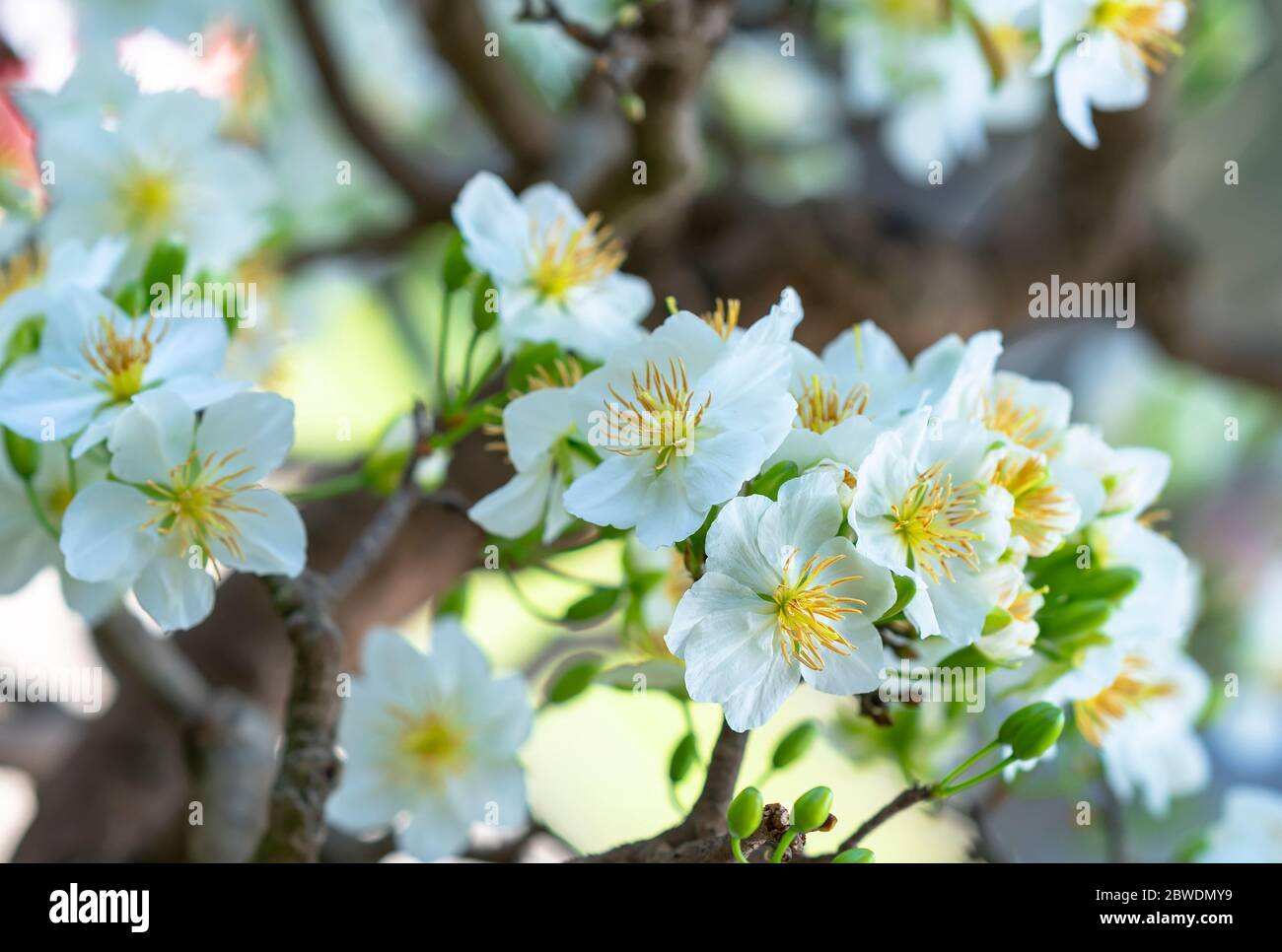 White Apricot Flowers Blooming Fragrant Petals Signaling Spring Has Come This Is The Symbolic Flower For Good Luck Stock Photo Alamy White Apricot Flowers Blooming Fragrant Petals Signaling Spring Has Come This Is The Symbolic Flower For Good Luck Stock Photo Alamy
