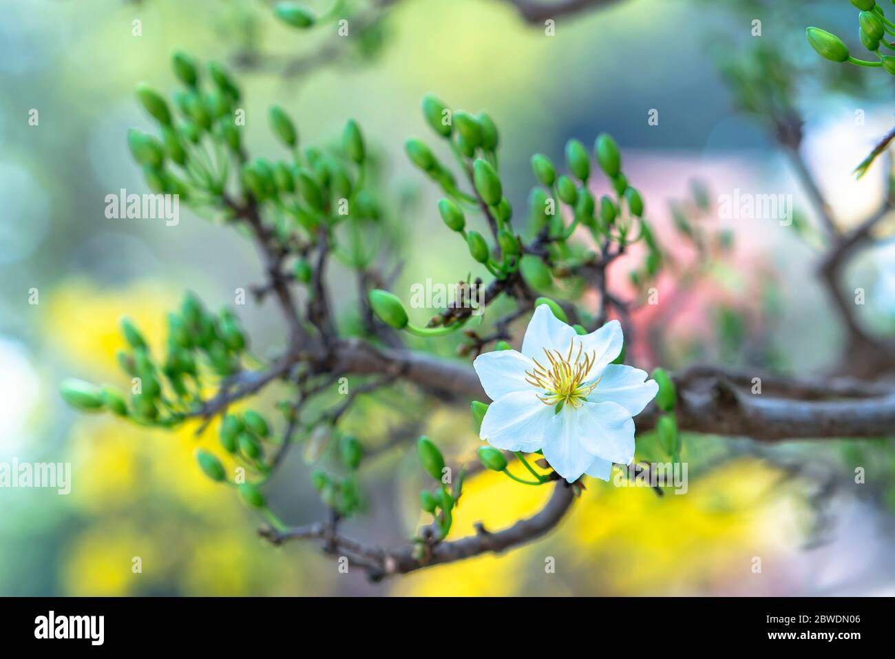 White Apricot Flowers Blooming Fragrant Petals Signaling Spring Has Come This Is The Symbolic Flower For Good Luck Stock Photo Alamy White Apricot Flowers Blooming Fragrant Petals Signaling Spring Has Come This Is The Symbolic Flower For Good Luck Stock Photo Alamy