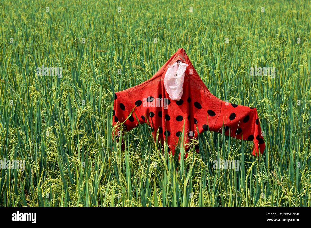 Cuckoo is a traditional object in Asia. Red Scarecrow in Green paddy nature. Bangladeshi flag concept combined on Green and red color. Stock Photo