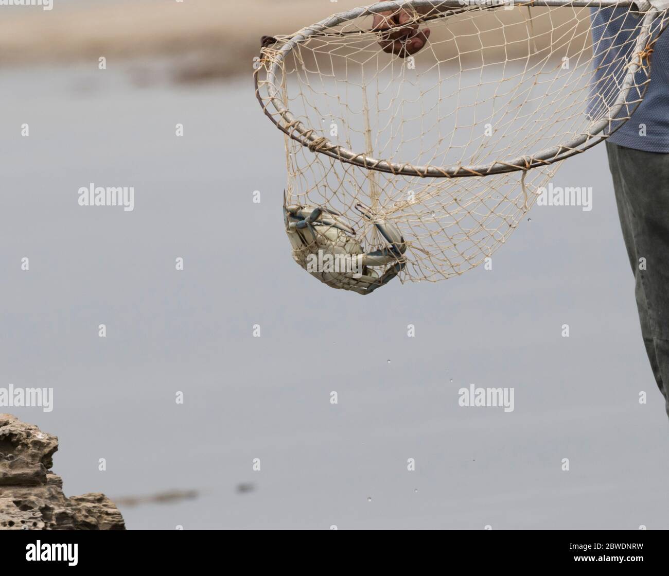 The blue crab in the net, fishing in Galveston Stock Photo Alamy