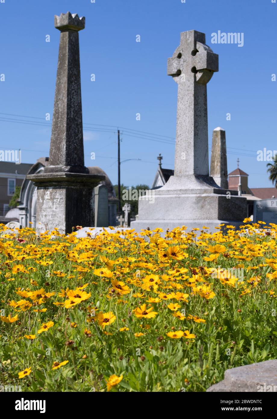 The historical cemetery, Galveston, Texas, covered by blooming yellow flowers one time in a year. Stock Photo