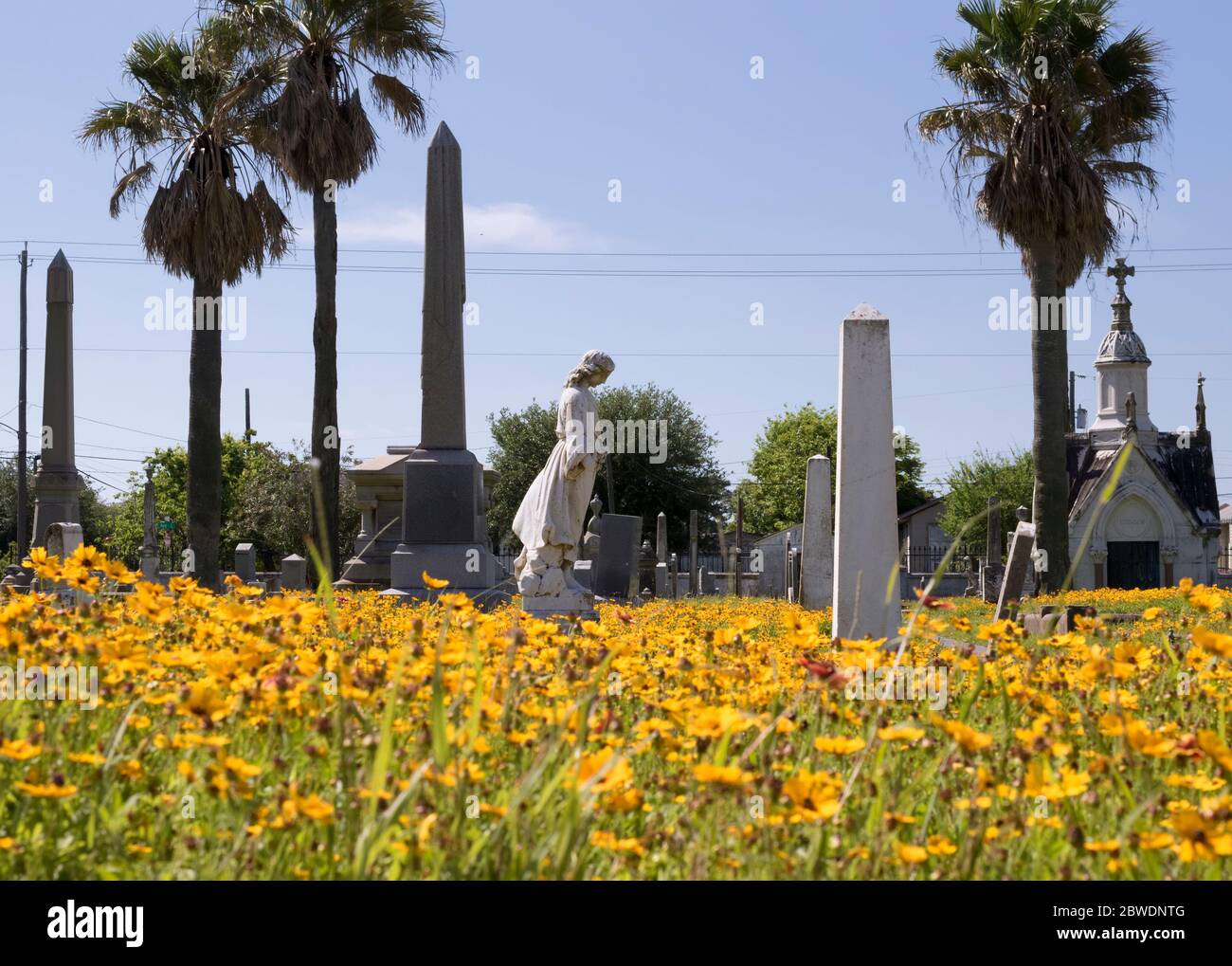 The historical cemetery, Galveston, Texas, covered by blooming yellow flowers one time in a year. Stock Photo