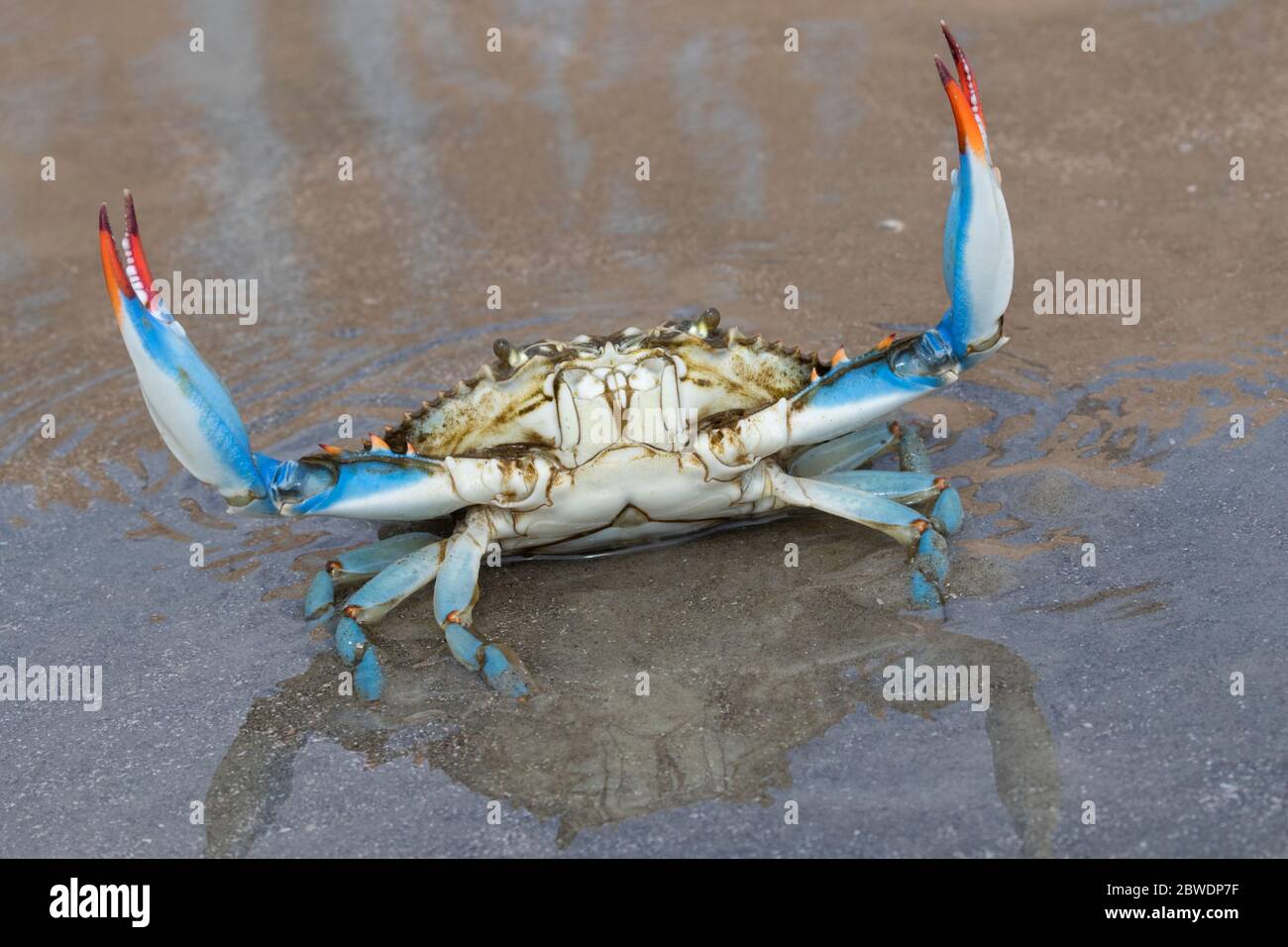 Blue crab (Callinectes sapidus) close up, Texas, Galveston Stock Photo