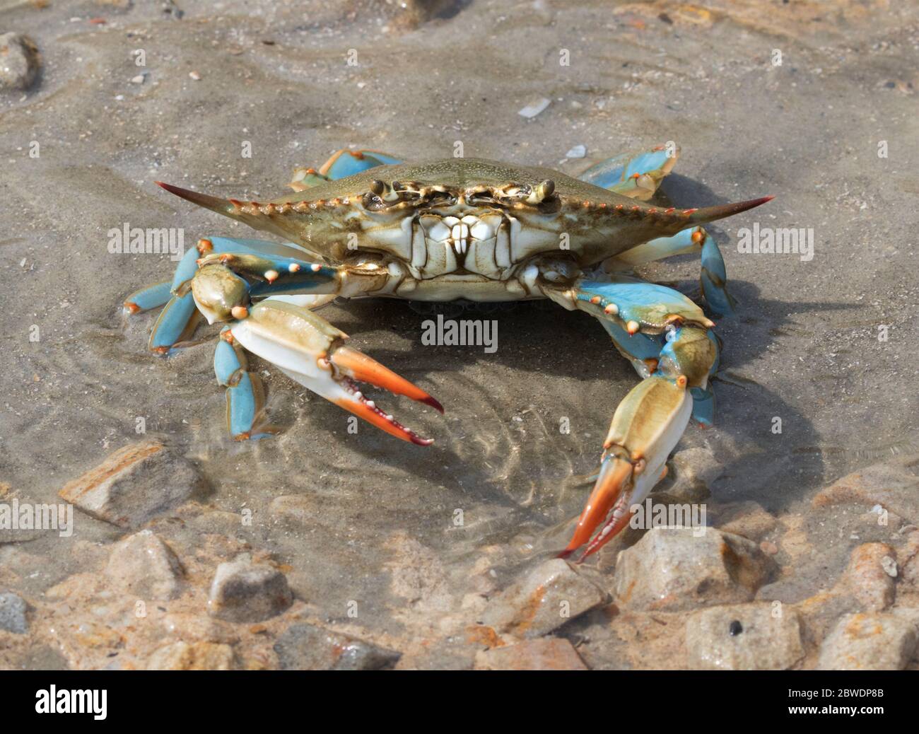 Blue crab (Callinectes sapidus) close up, Texas, Galveston Stock Photo