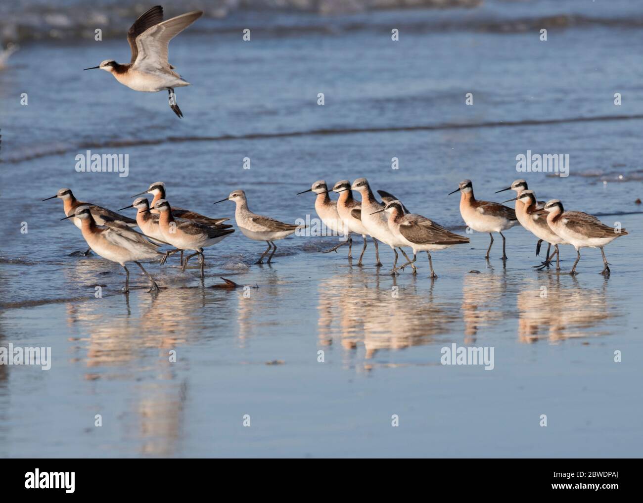 The flock of Wilson's Phalarope (Phalaropus tricolor) on the Galveston's beach, Texas Stock Photo