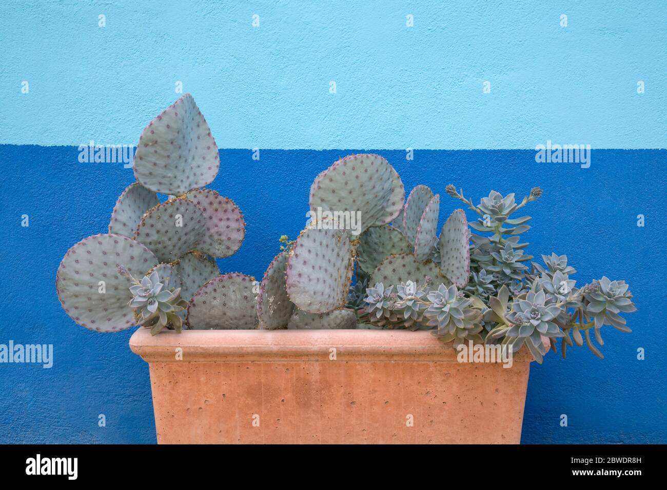 Flower Pot, El Presidio Historic District, Tucson, Arizona, USA Stock Photo Alamy