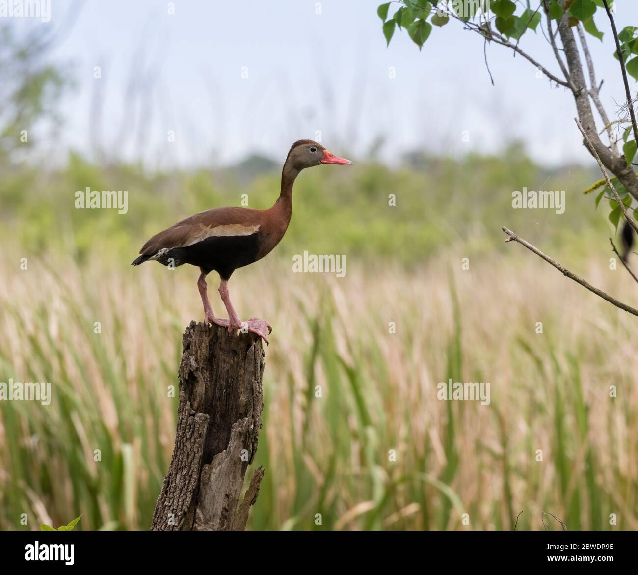 The black-bellied whistling duck (Dendrocygna autumnalis) on the tree stumb Stock Photo