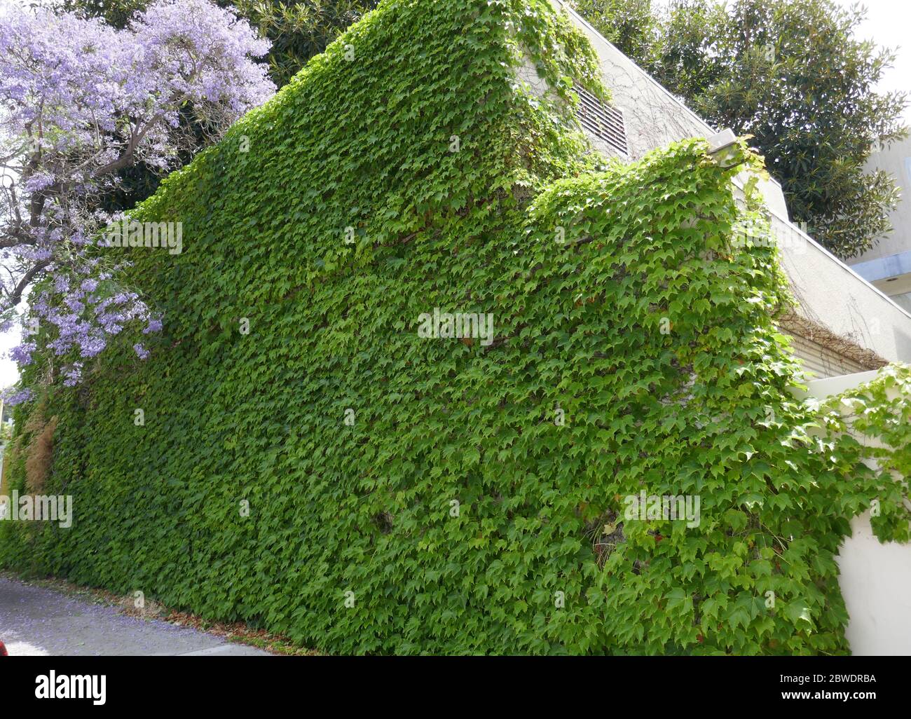 Los Angeles, California, USA 31st May 2020 A general view of atmosphere of Ivy on Havenhurst Avenue shown on May 31, 2020 in Los Angeles, California, USA. Photo by Barry King/Alamy Stock Photo Stock Photo