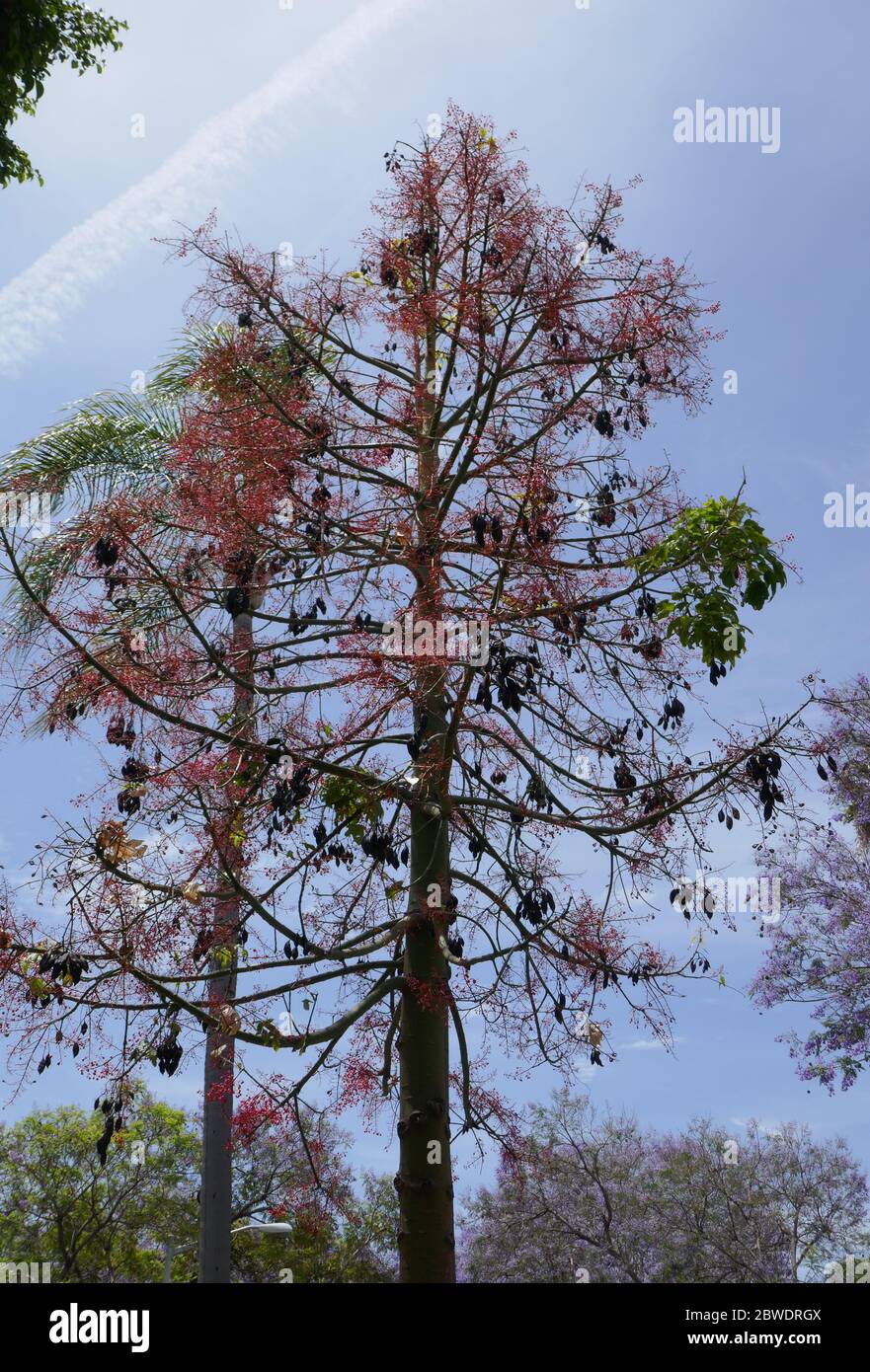 Los Angeles, California, USA 31st May 2020 A general view of atmosphere of a Tree on May 31, 2020 in Los Angeles, California, USA. Photo by Barry King/Alamy Stock Photo Stock Photo