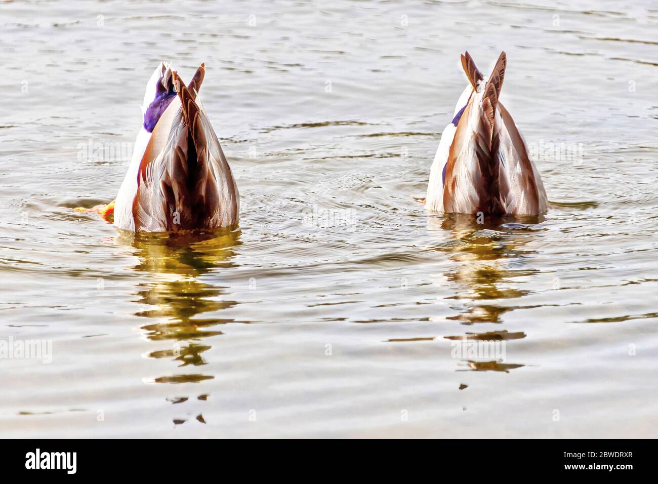 Two male Mallard Ducks swimming on a pond upside down with their heads underwater looking for food. Stock Photo