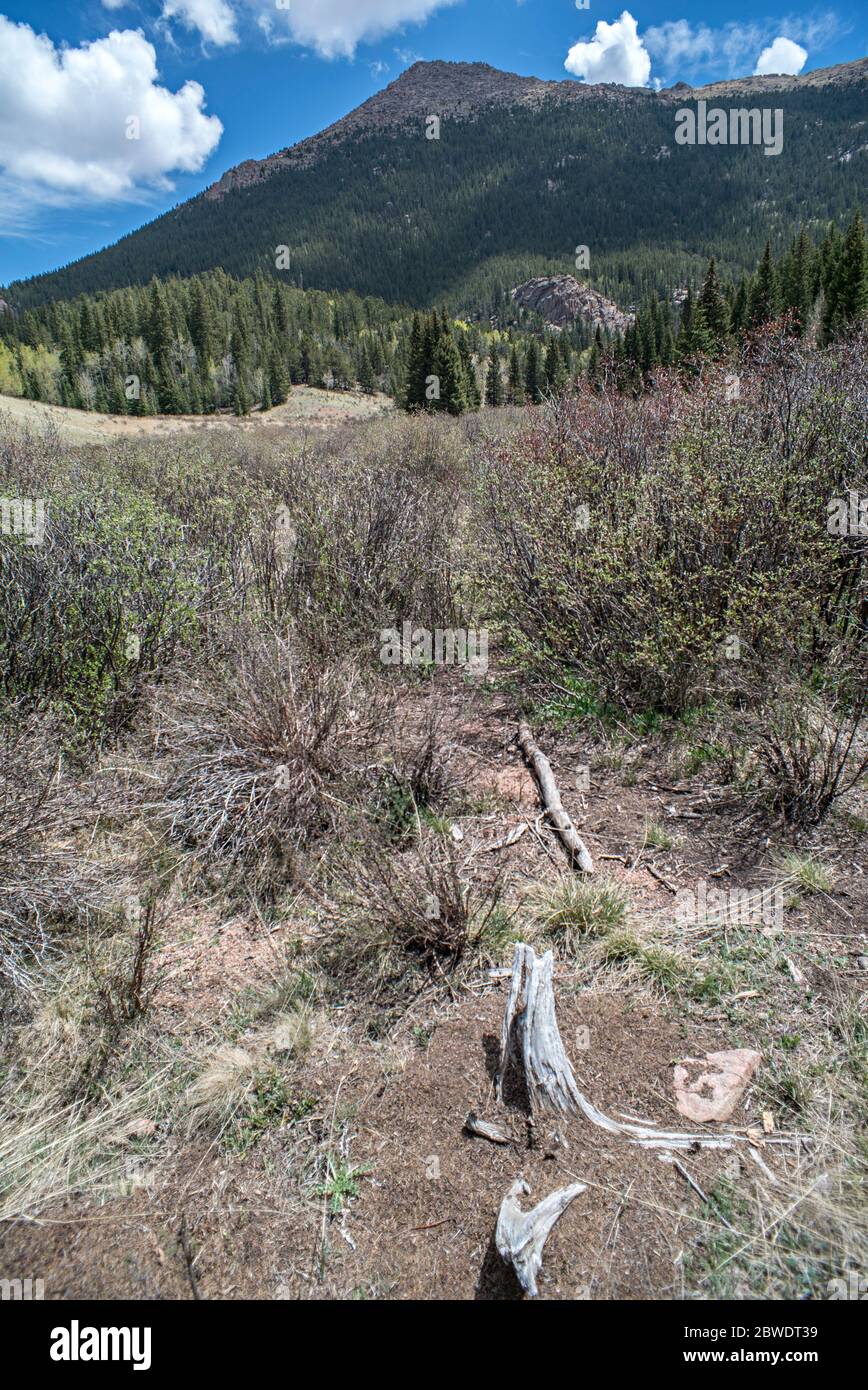 Vertical Landscape on a Tree Stump, Meadow, and Distant Mountain with Deep Depth of Focus, Horsethief Park, Pike National Forest, Divide, Colroado Stock Photo