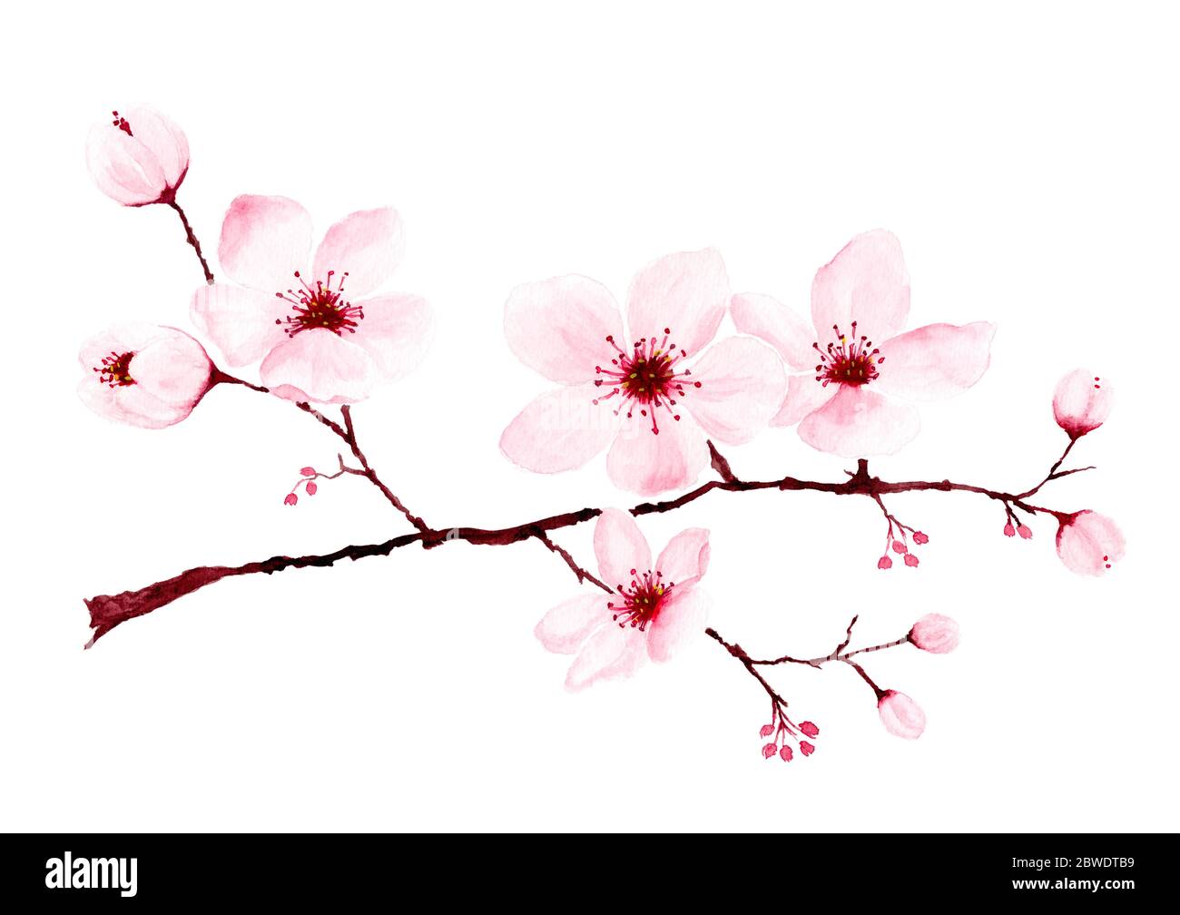 Japanese painting with Sakura branches with flowers on white background  Stock Photo - Alamy