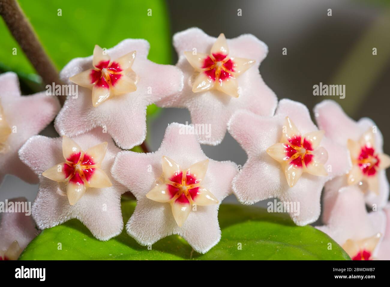 Hoya lacunosa flowering home plant Stock Photo