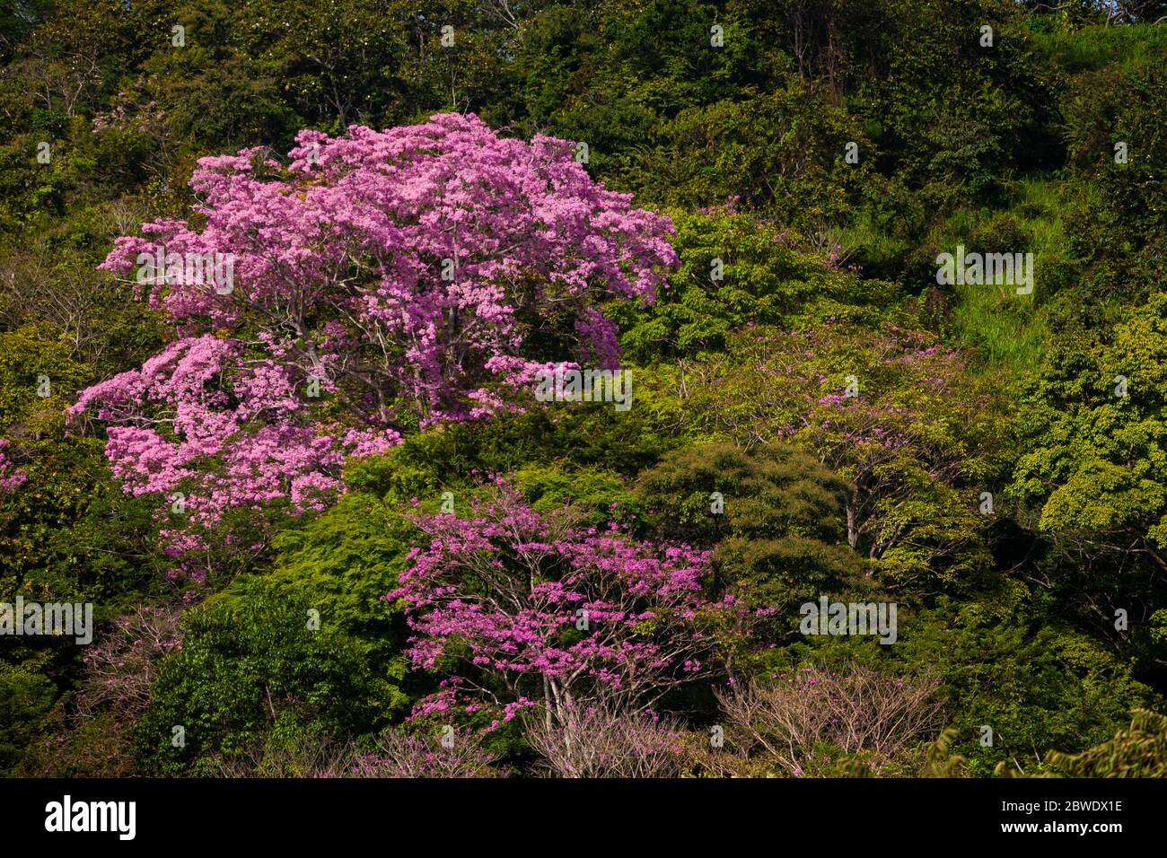 Flowering rosy trumpet trees, Tabebuia rosea, at Punta Chame, Pacific coast, Panama province, Republic of Panama. Stock Photo