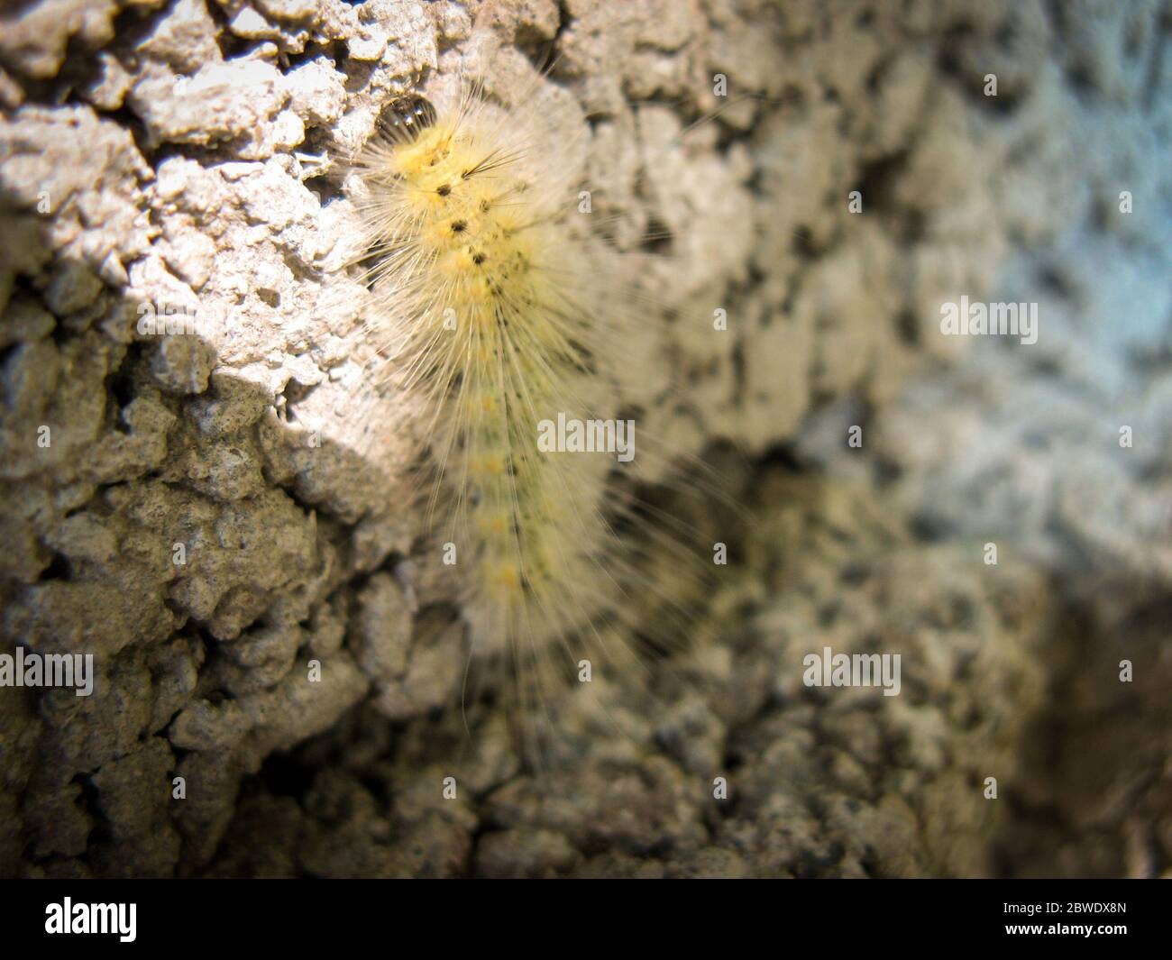 https://c8.alamy.com/comp/2BWDX8N/woolly-worm-on-stonecloseup-of-a-cute-fluffy-worm-in-summer-in-iran-2BWDX8N.jpg