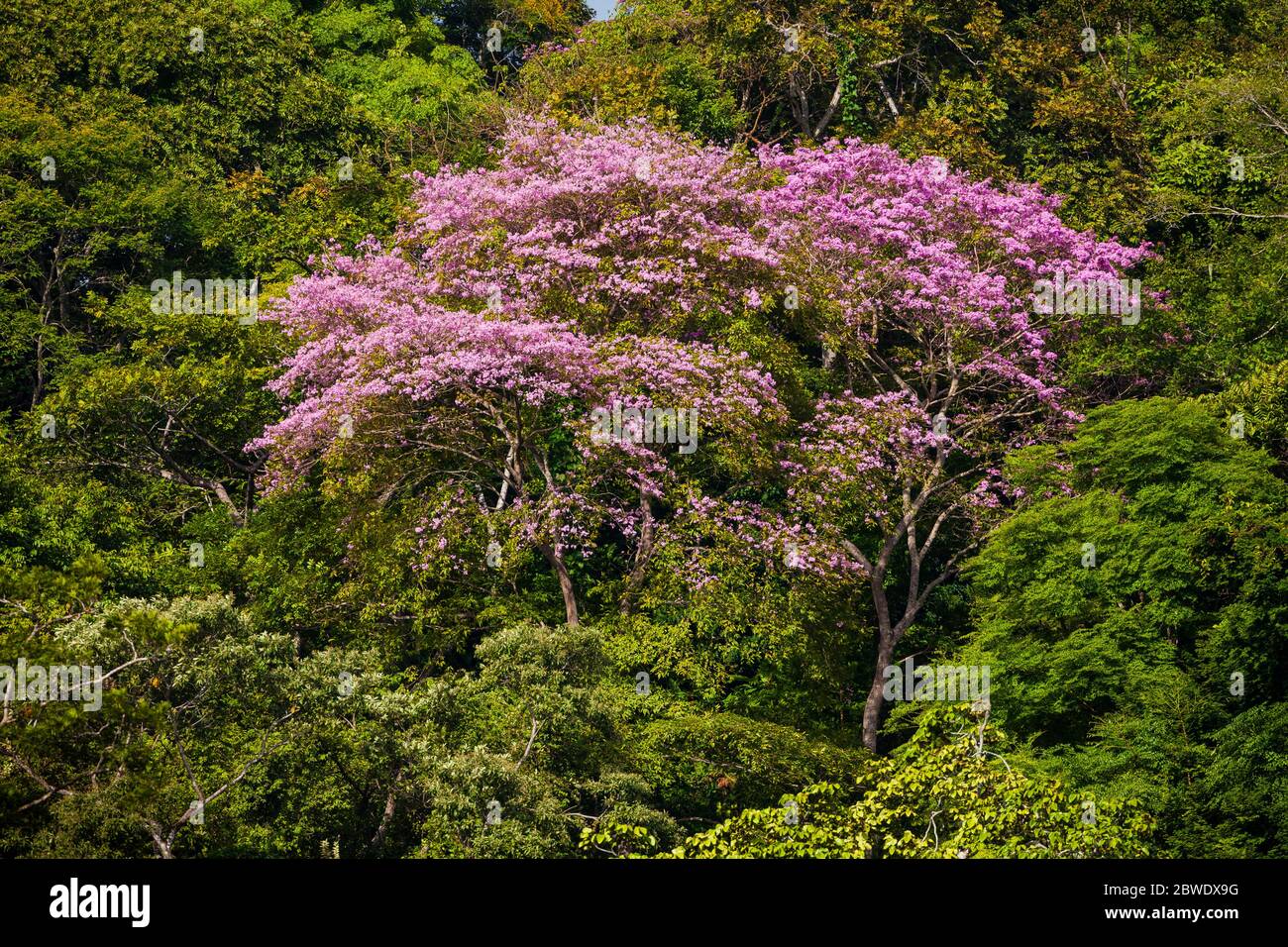 Flowering rosy trumpet tree, Tabebuia rosea, at Punta Chame, Pacific coast, Panama province, Republic of Panama. Stock Photo