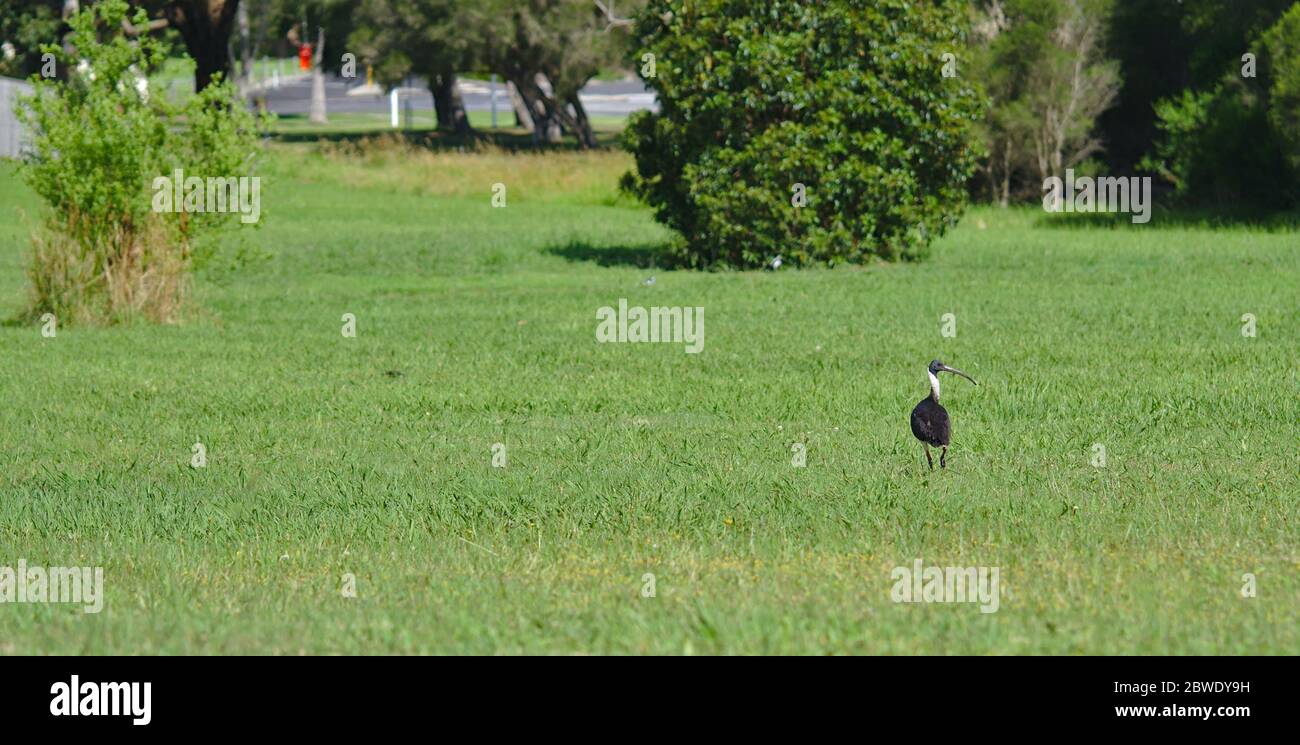 Distant view of Australian Ibis bird on green grass in sunny day Stock Photo