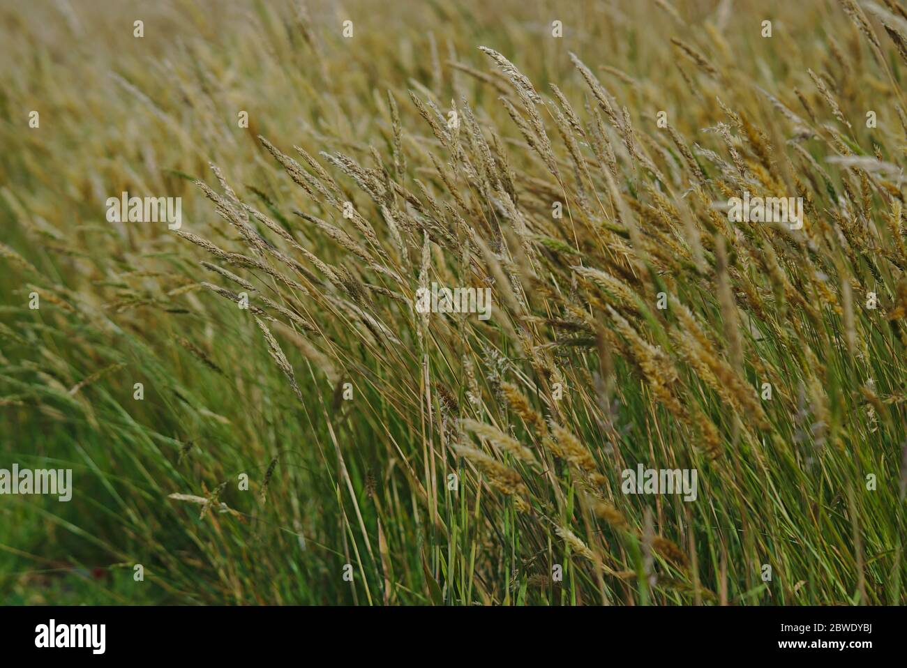 Full frame view of yellow green wild grass in sunny day Stock Photo