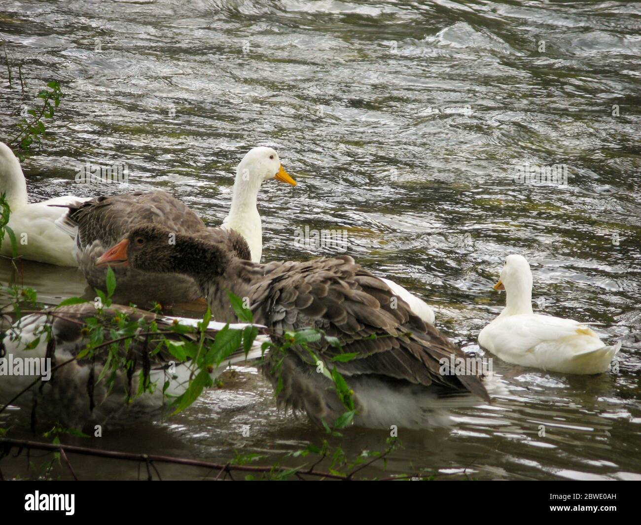 Geese In Water Closeup of swimming of domestic geese and ducks in river water Stock ...