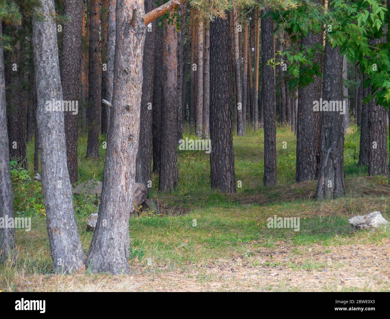 chelyabinsk, russia 06 06 2019: Trunks of trees in the pine forest in summer. Trunk of trees. Stock Photo