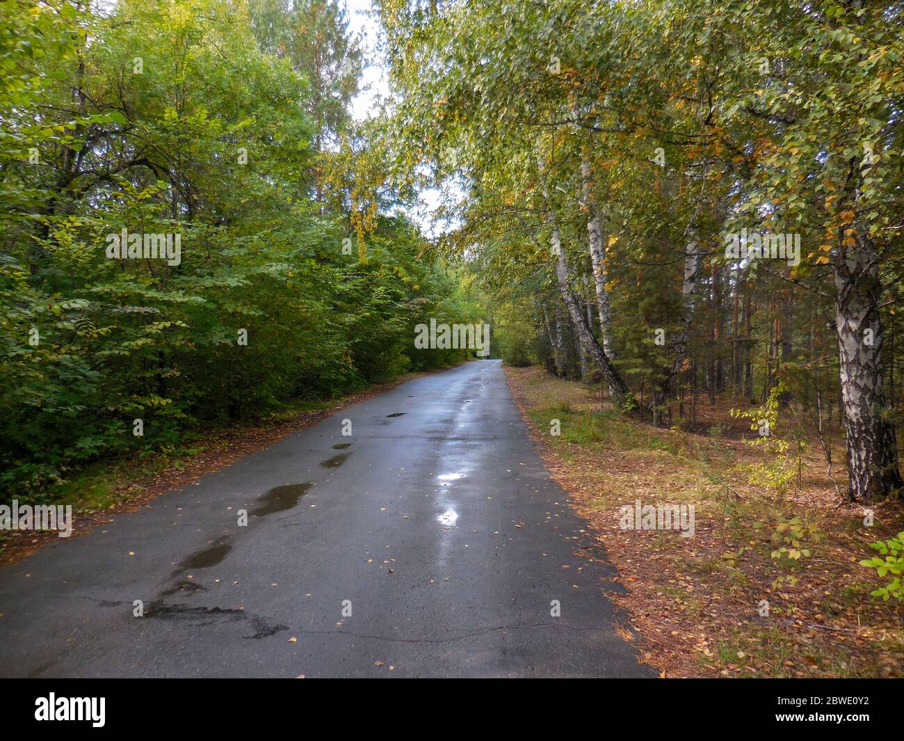chelyabinsk, russia 06 06 2019: Asphalt road in Yuri Gagarin Nature Park in autumn in Chelyabinsk, Russia. The beginning of the deciduous leaves in au Stock Photo