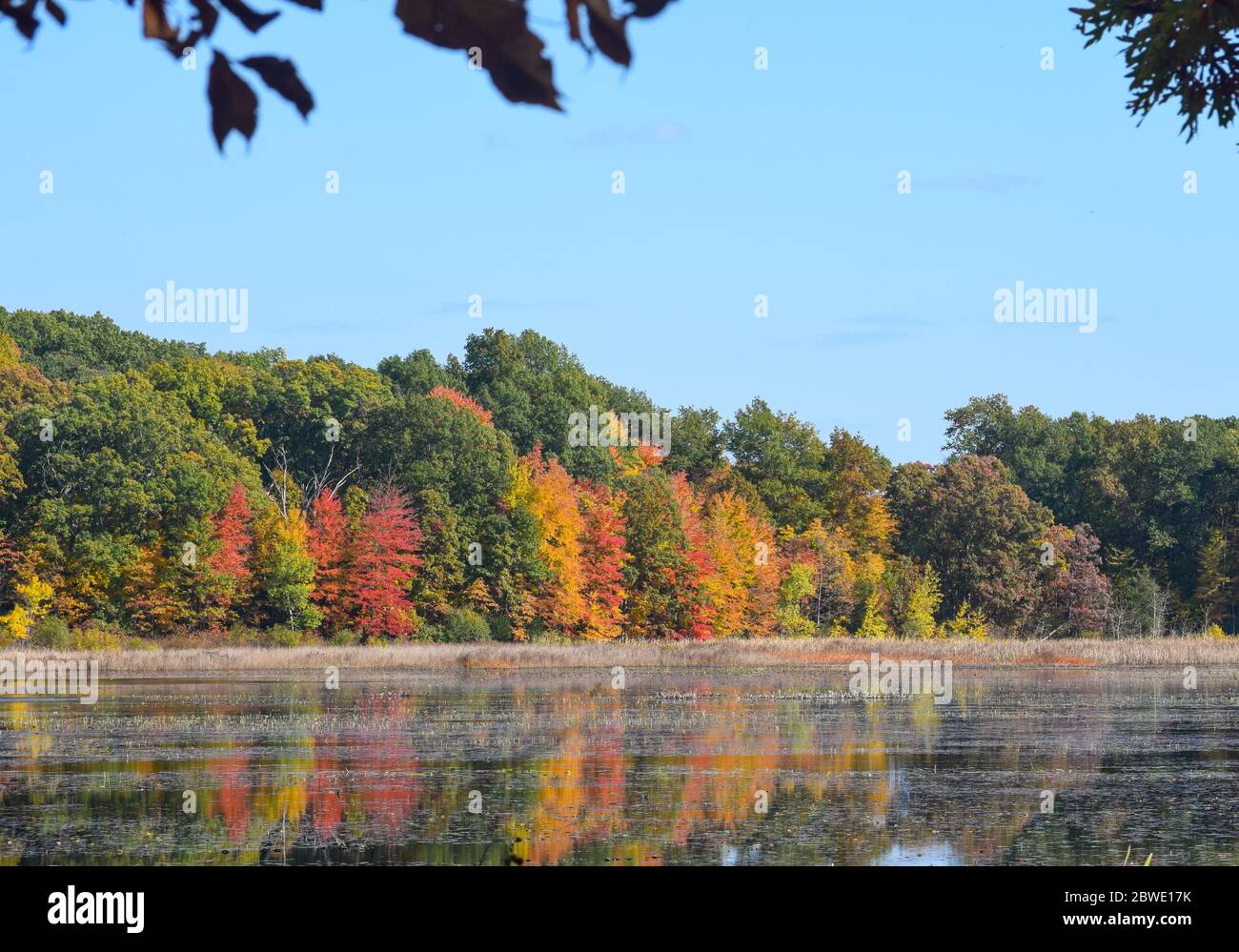 Reflection of colorful leaves hires stock photography and images Alamy