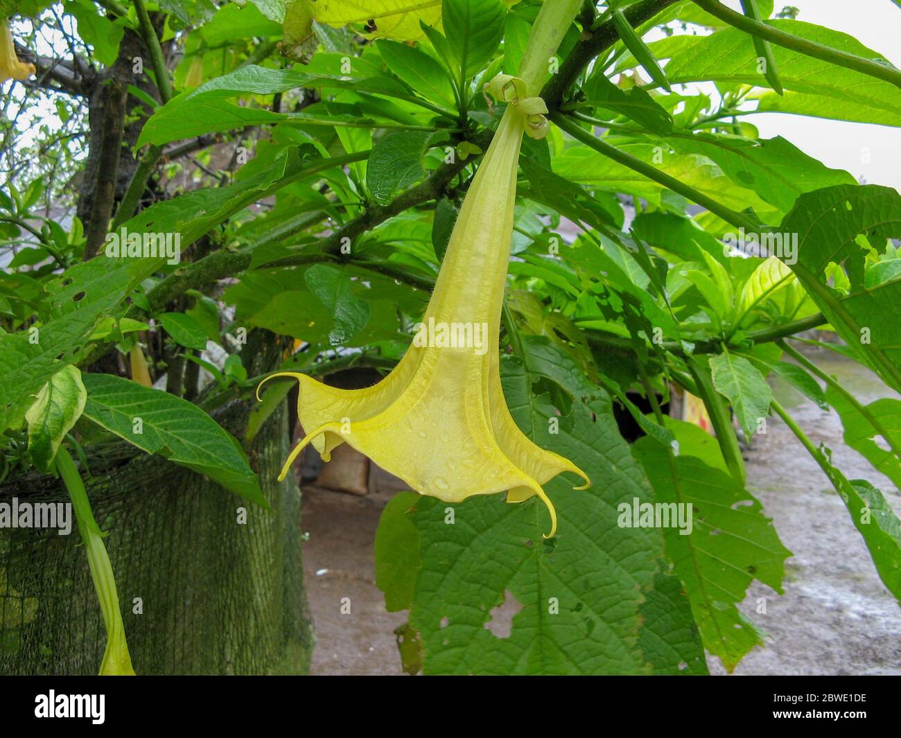 Pumpkin Yellow Flower on plant bushes with green leaves background ...