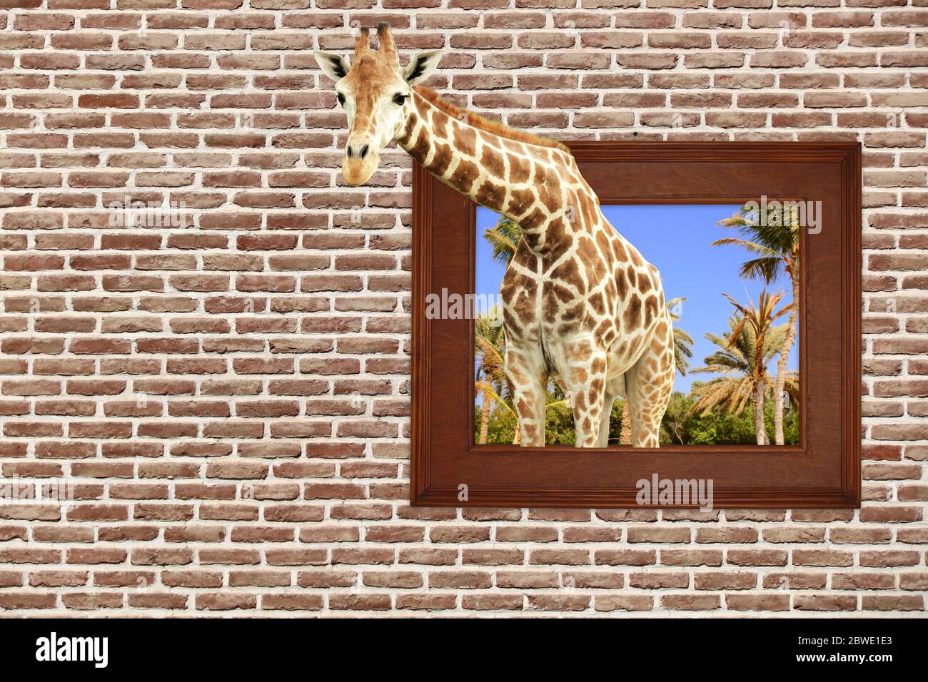 Giraffe in wooden frame with 3d effect on old brick wall. Copy space for text Stock Photo - Alamy Giraffe in wooden frame with 3d effect on old brick wall. Copy space for text Stock Photo - Alamy