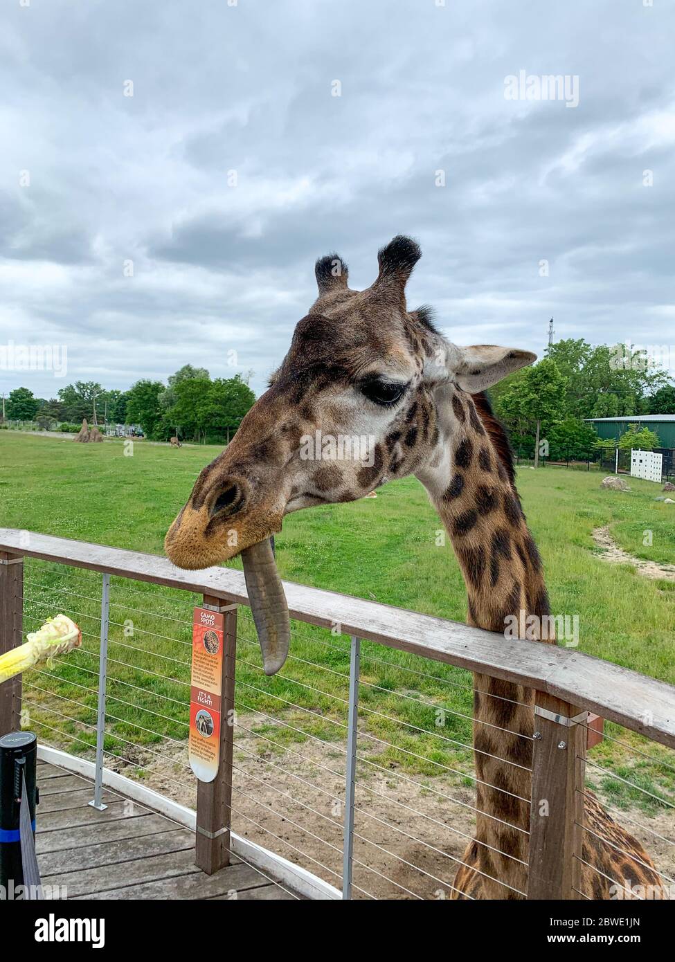 Ann Arbor, Michigan, USA, 06 05 2019 Feeding the giraffe from behind the zoo fence. Giraffe
