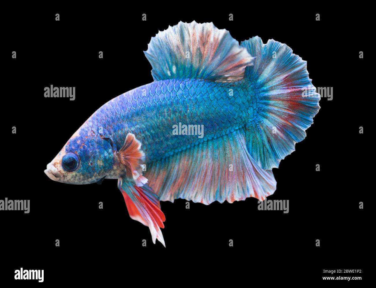 Betta Blue Fancy Halfmoon Plakat HMPK or Plakat Fighting Splendens in Black Backgrounder Stock Photo Alamy