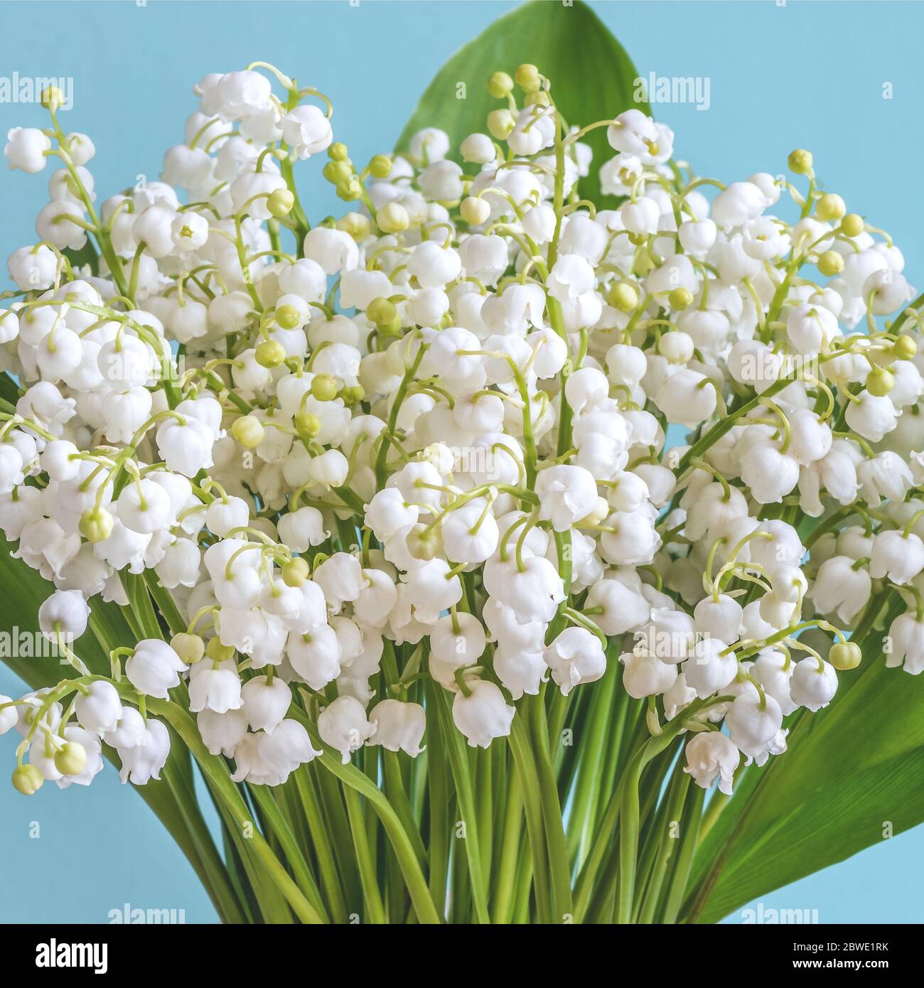 May lily of the valley hi-res stock photography and images - Page 3 - Alamy