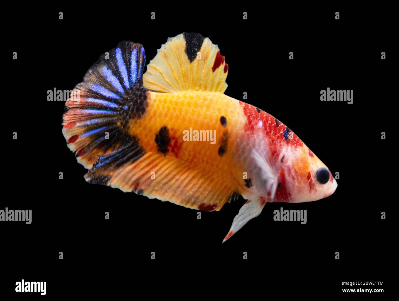 Betta Koi Base Yellow Halfmoon Plakat HMPK Male or Plakat Fighting Fish Splendens Black Backgrounder Stock Photo - Alamy