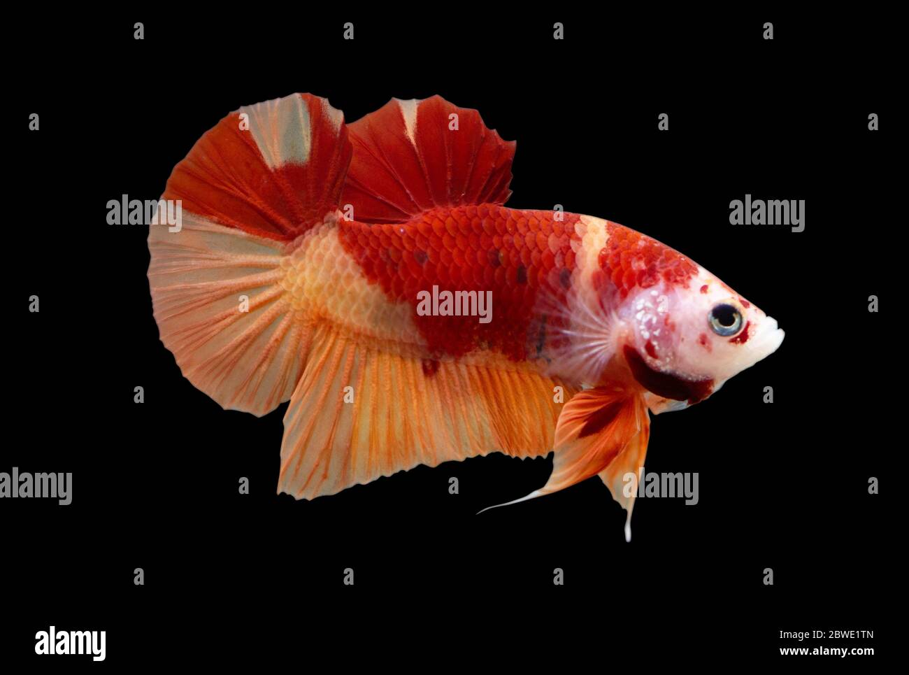 Betta Koi Nemo Halfmoon Plakat HMPK Male or Plakat Fighting Fish Splendens in Black Backgrounder. Stock Photo