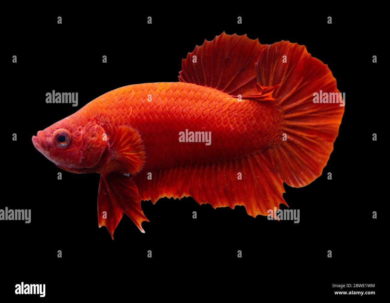 Betta Super Red Halfmoon Plakat HMPK Male or Plakat Fighting Fish Splendens in Black Backgrounder. Stock Photo