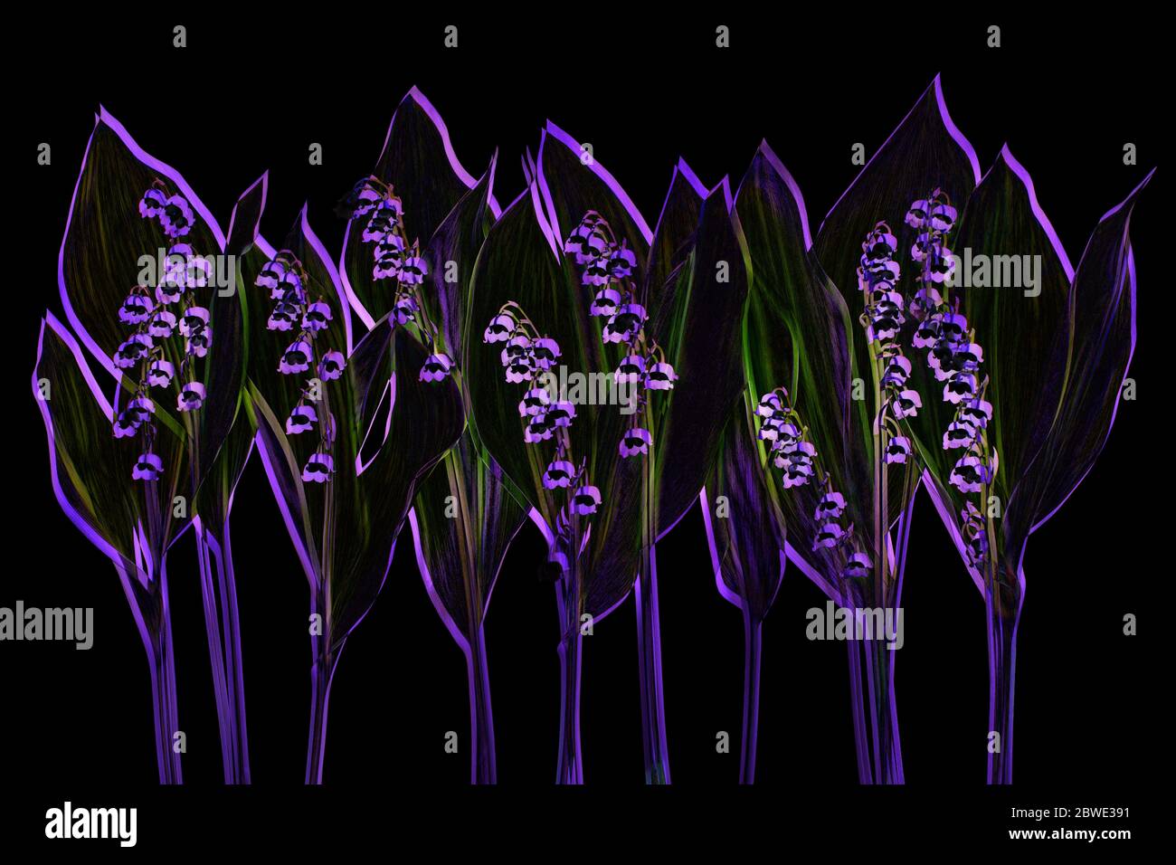 Featured image of post Black Purple Wallpaper Flower : Buttercups, 4k, 5k wallpaper, flowers, yellow, purple.