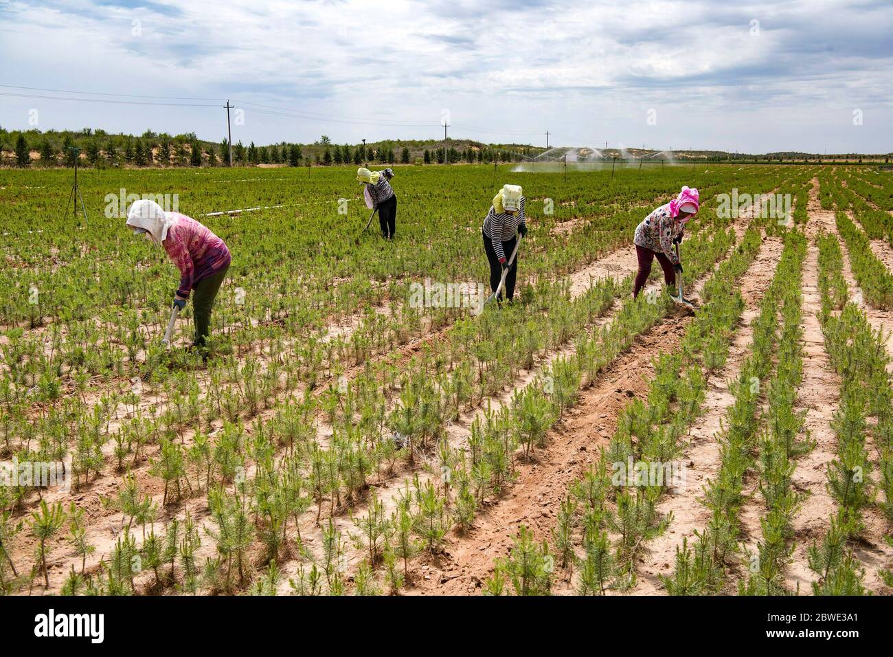 (200601) -- SHENMU, June 1, 2020 (Xinhua) -- Villagers weed a field at Gechougou Village, Shenmu County of northwest China's Shaanxi Province, May 29, 2020. In 2003, Zhang Yinglong resigned his work and returned to his hometown Shenmu County, which located in an isolated desert. He contracted a land of 192,000 Mu (about 12,800 hectares) and made up his mind to plant trees and control sands here. Over the 17 years, Zhang has contracted accumulated 428,000 Mu (about 28,533 hectares) of lands and developed ecological planting and livestock raising industries that can lead the local villagers to i Stock Photo