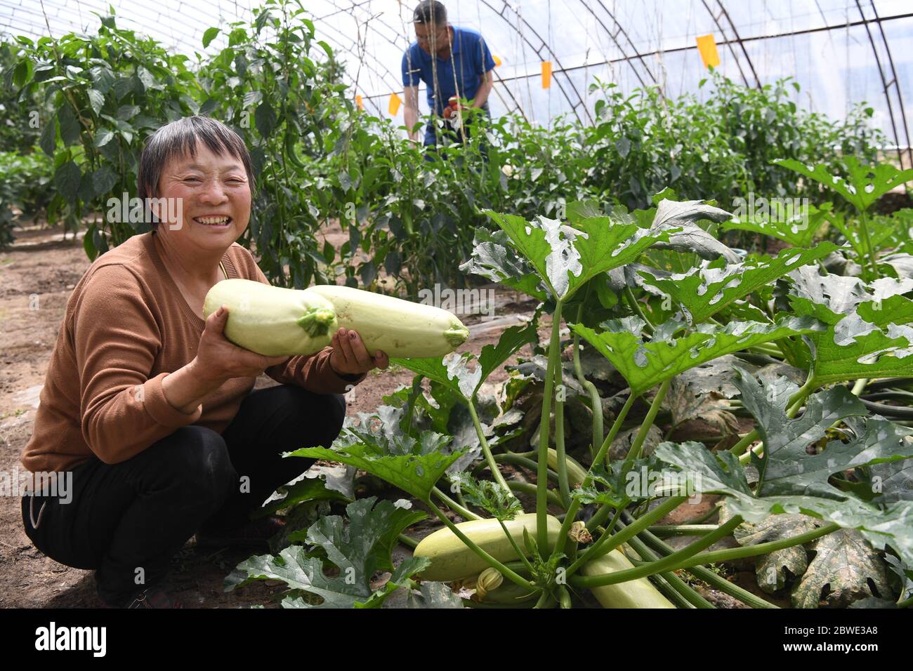 (200601) -- SHENMU, June 1, 2020 (Xinhua) -- A villager picks summer squash at Gechougou Village, Shenmu County of northwest China's Shaanxi Province, May 29, 2020. In 2003, Zhang Yinglong resigned his work and returned to his hometown Shenmu County, which located in an isolated desert. He contracted a land of 192,000 Mu (about 12,800 hectares) and made up his mind to plant trees and control sands here. Over the 17 years, Zhang has contracted accumulated 428,000 Mu (about 28,533 hectares) of lands and developed ecological planting and livestock raising industries that can lead the local villag Stock Photo