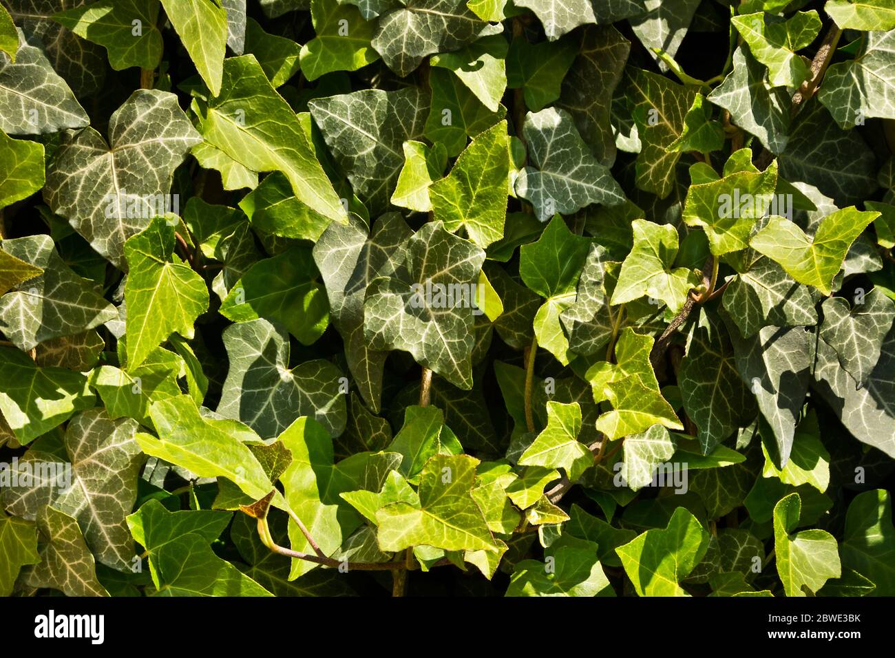 Background, green ivy leaves in the garden Stock Photo