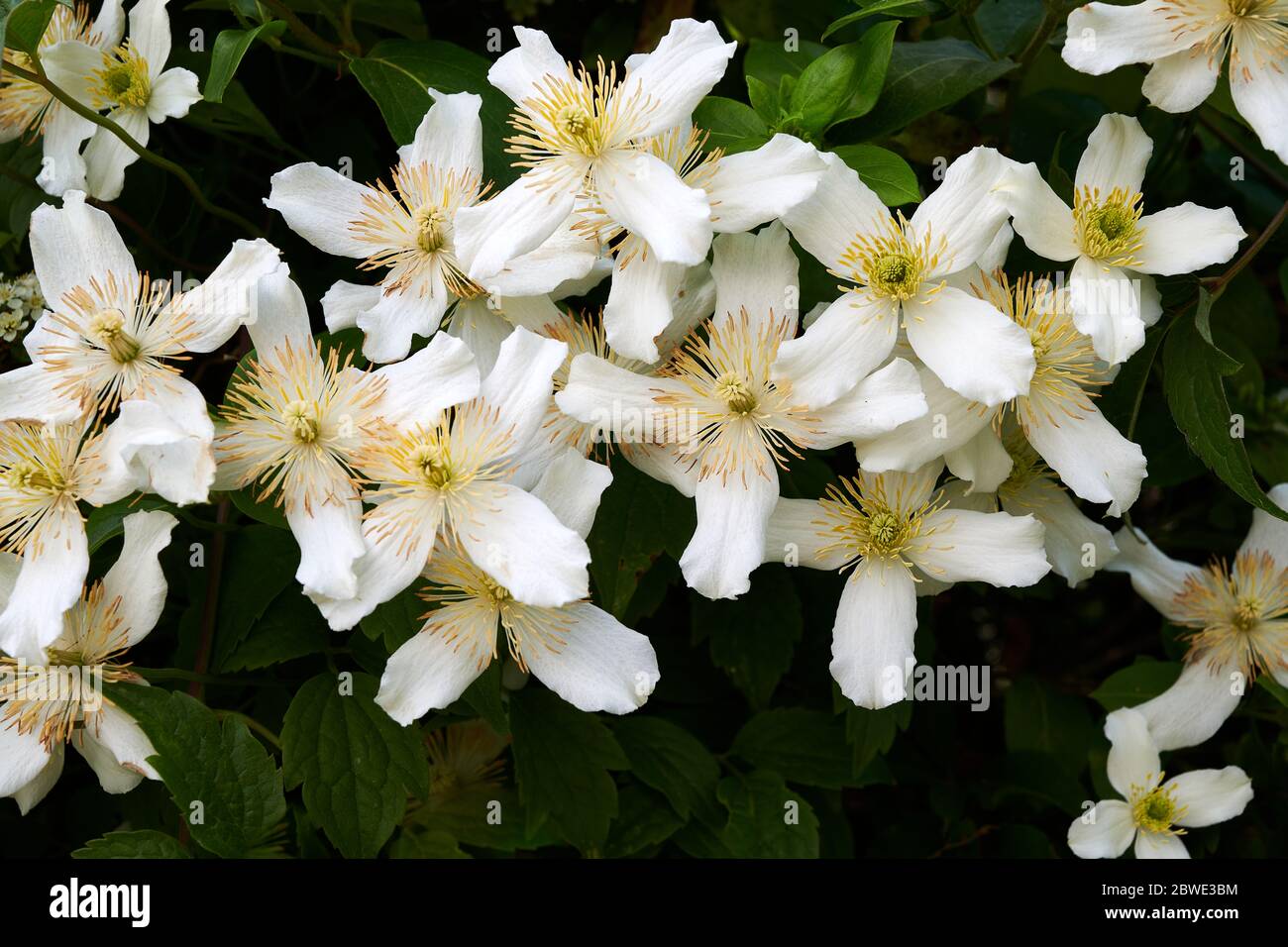 The white four petalled flowers of the clematis montana grandiflora climbing plant in full bloom. Stock Photo