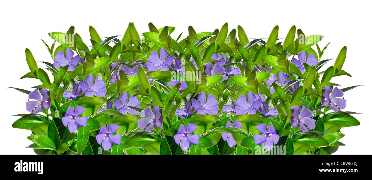 Periwinkle flowers isolated on white background Stock Photo