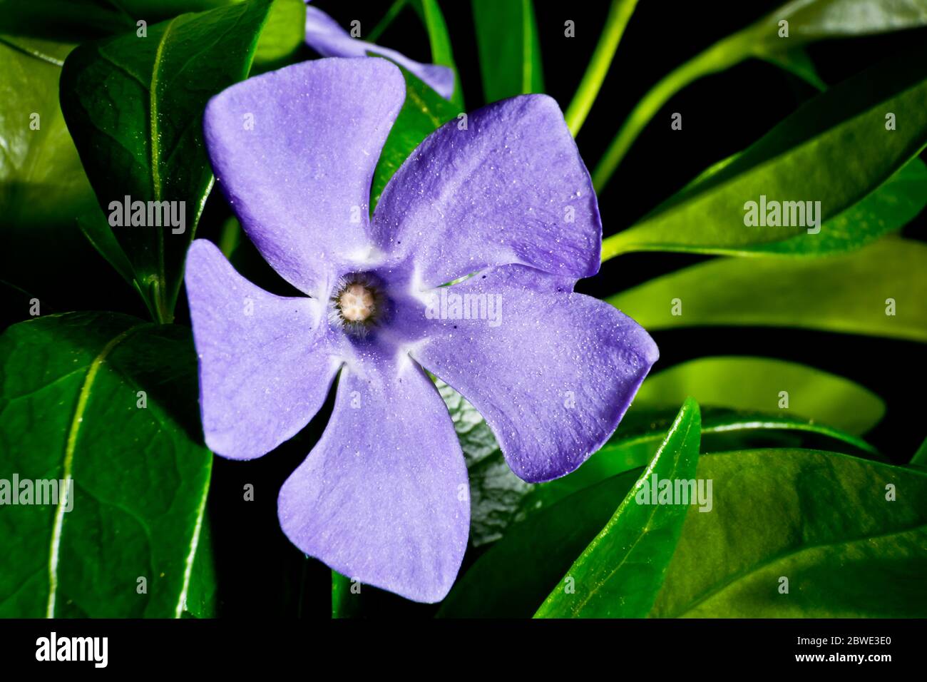 Single periwinkle flower on the foliage background Stock Photo