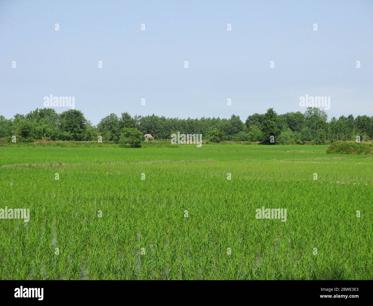 Rice Farm Iran Hi res Stock Photography And Images Alamy rice-farm-iran-hi-res-stock-photography-and-images-alamy