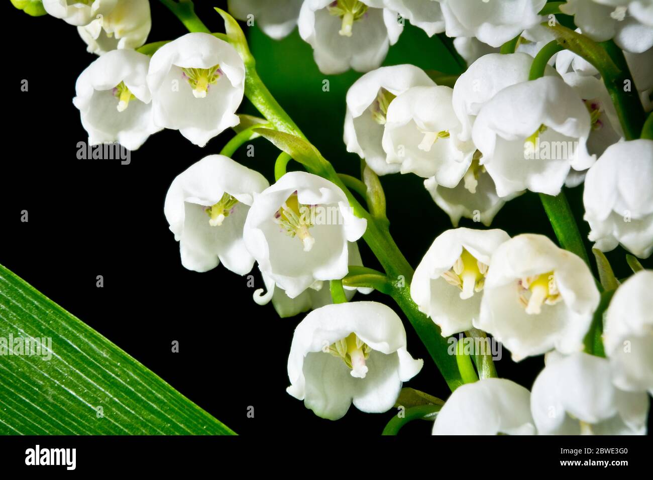 Bouquet of lily of the valley Stock Photo - Alamy