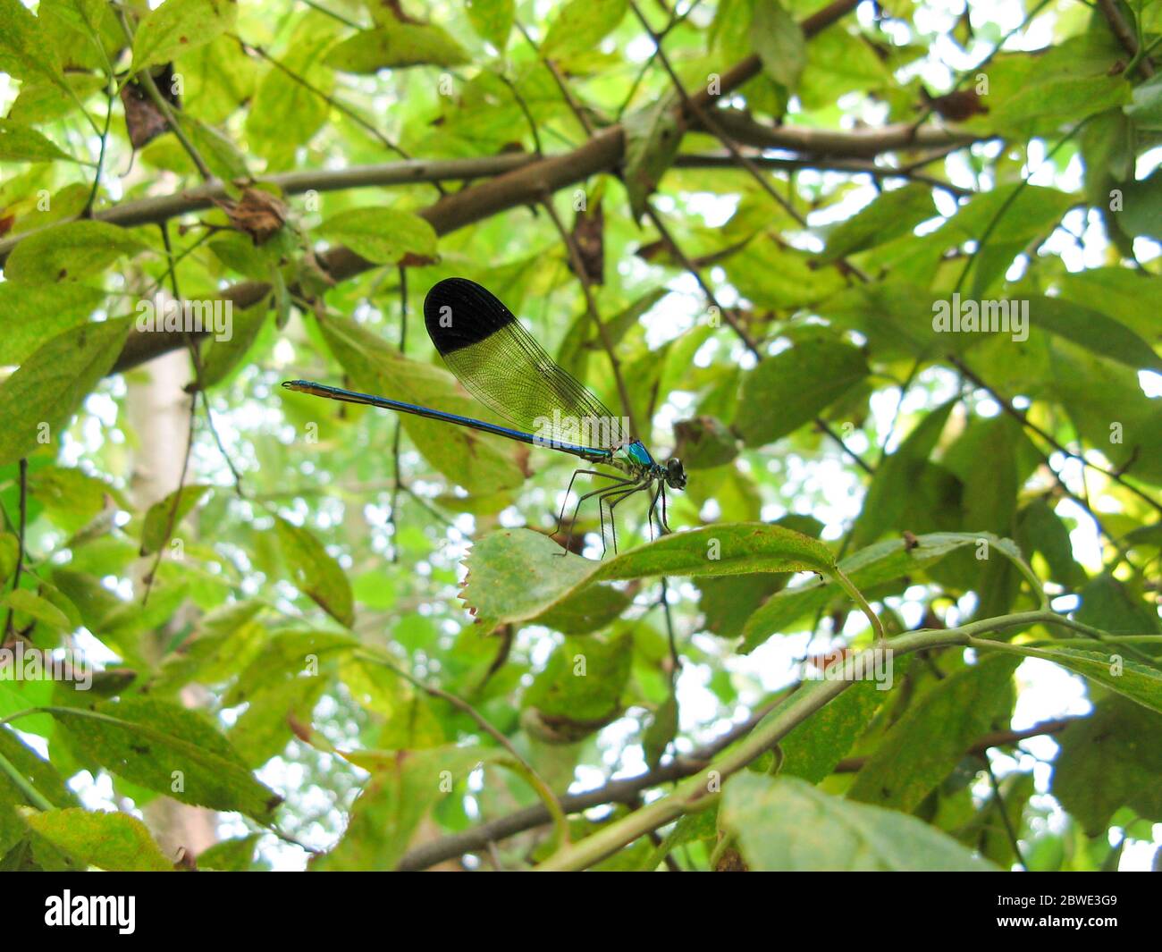 A colorful dragonfly on plant . Closeup of a dragonfly Odonata sitting ...