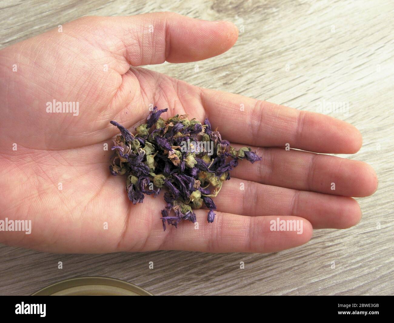 Blue mallow flowers used in herbal medicine in male hand on wooden