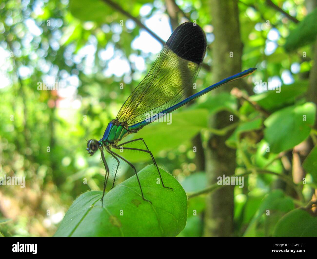 A colorful dragonfly on plant . Closeup of a dragonfly Odonata sitting ...