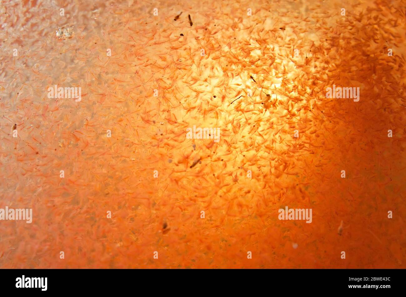 Krill in closeup Stock Photo