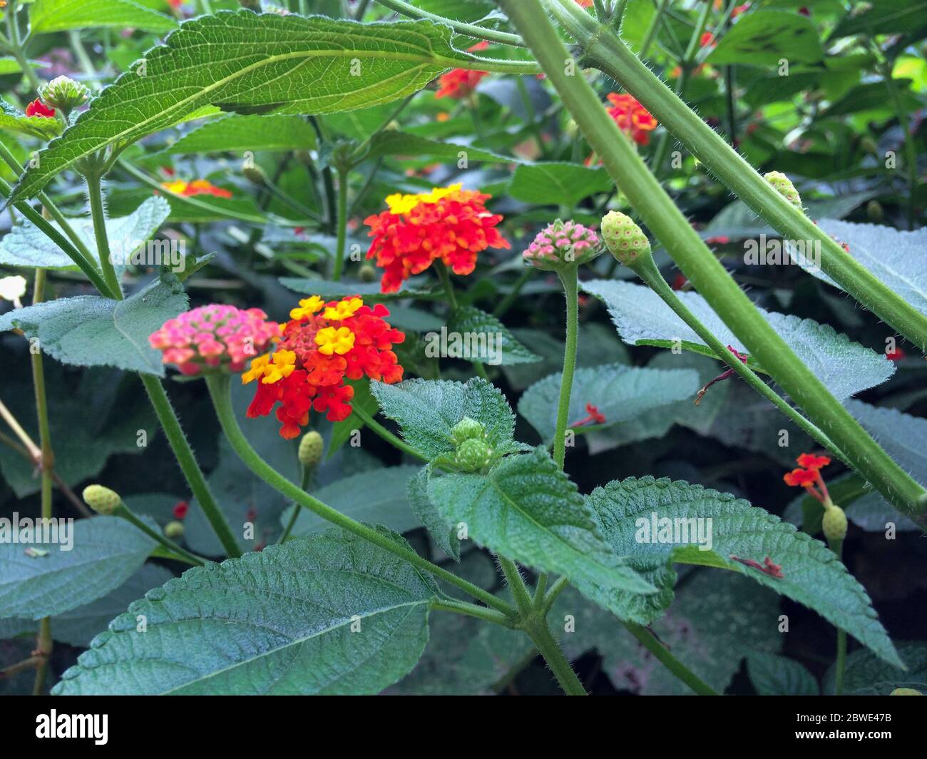 Red and yellow Verbena Hybrida blooming . Close up on Verbena in summer. Stock Photo