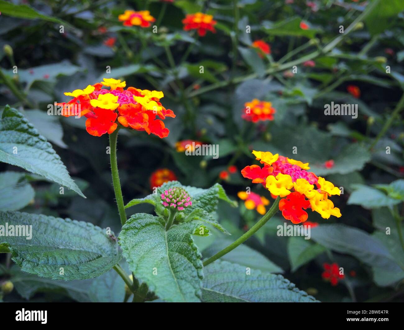 lush green bush of red,pink and yellow verbena flower with blurred background. Three color  flowers verbena hybrida. Stock Photo